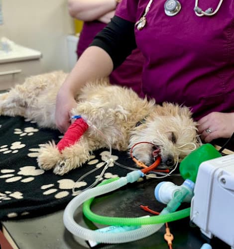 Business listing image