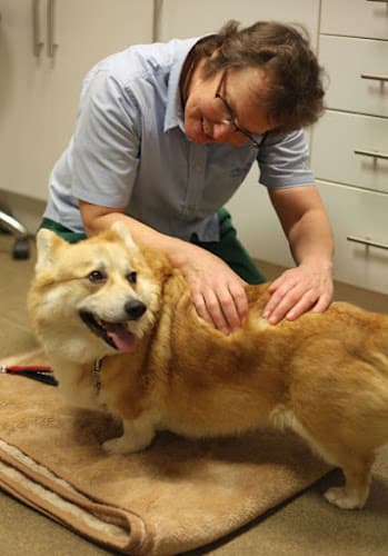 Business listing image