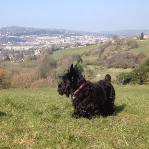 Business listing image