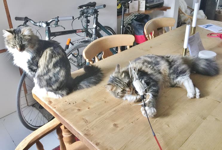 Business listing image