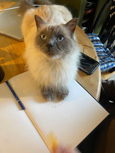 Business listing image