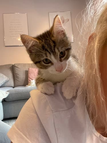 Business listing image