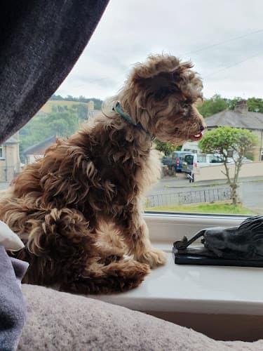 Business listing image