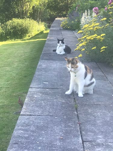 Business listing image