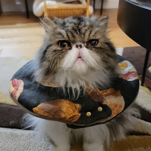 Business listing image