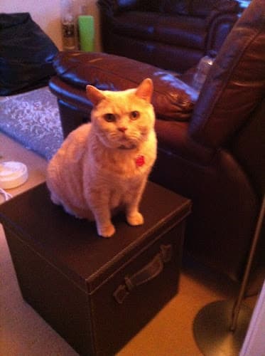 Business listing image