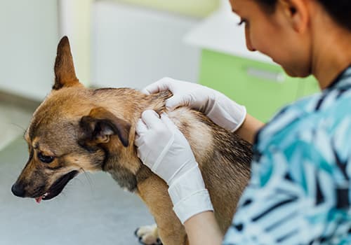 Business listing image