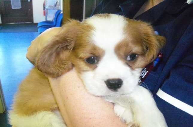 Business listing image