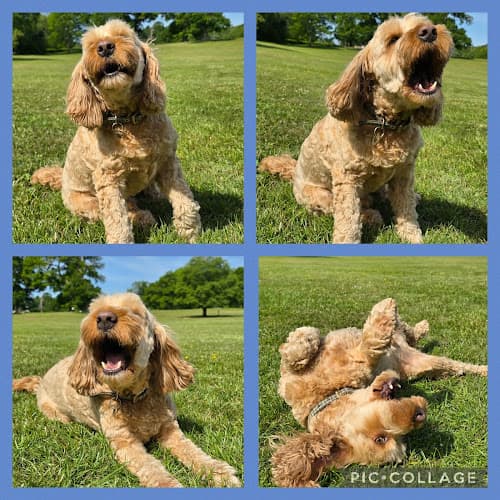 Business listing image