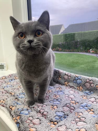 Business listing image