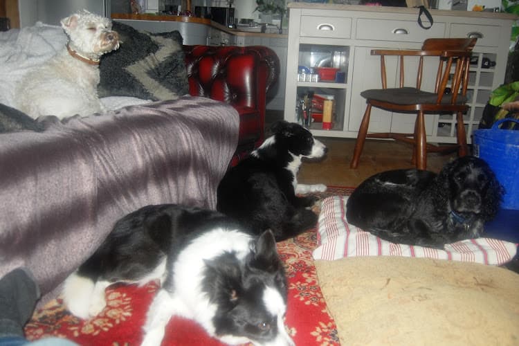 Business listing image