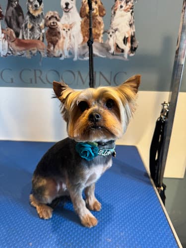 Business listing image