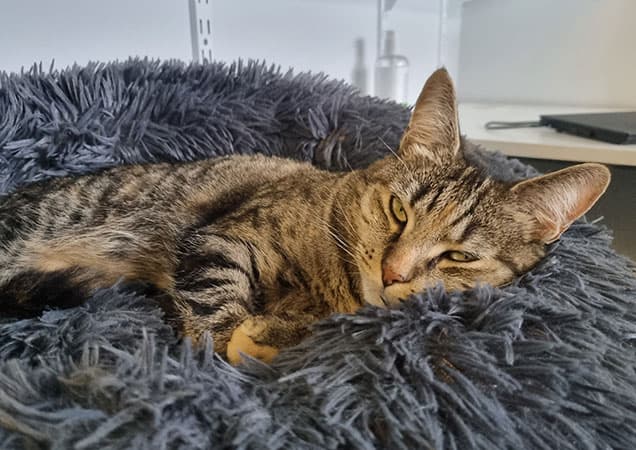 Business listing image