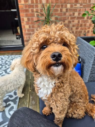 Business listing image