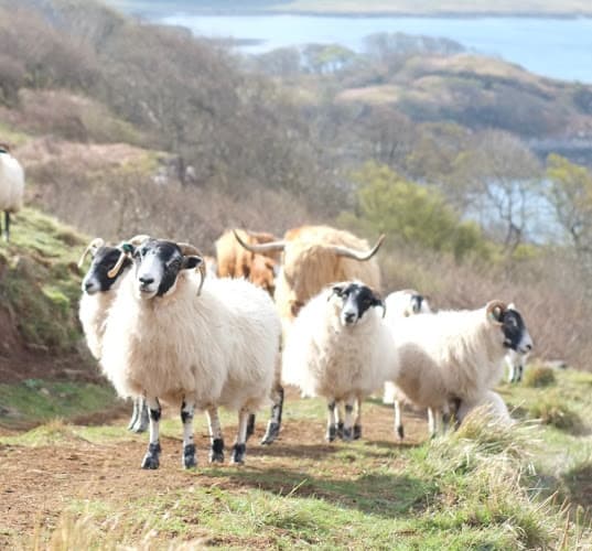 Business listing image