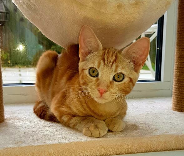 Business listing image