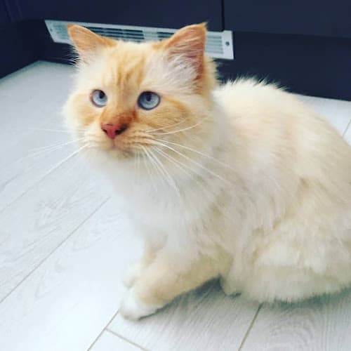 Business listing image