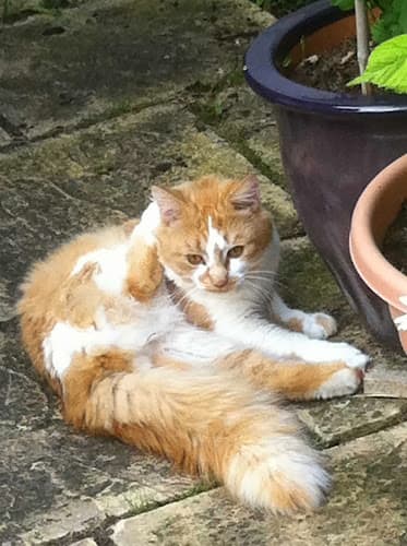 Business listing image