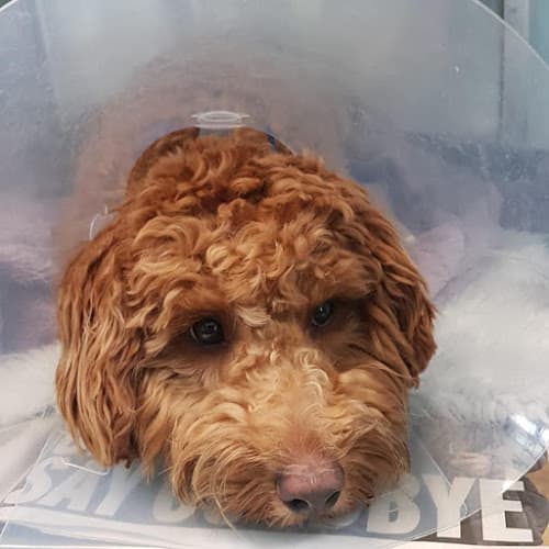 Business listing image