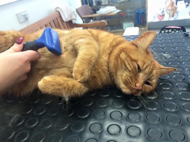 Business listing image