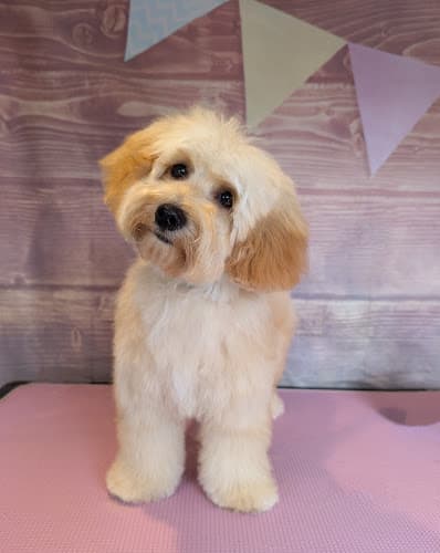 Business listing image