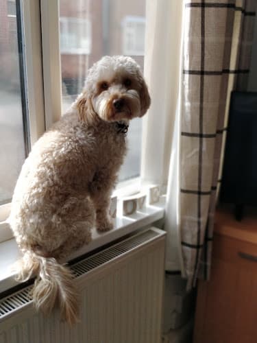 Business listing image