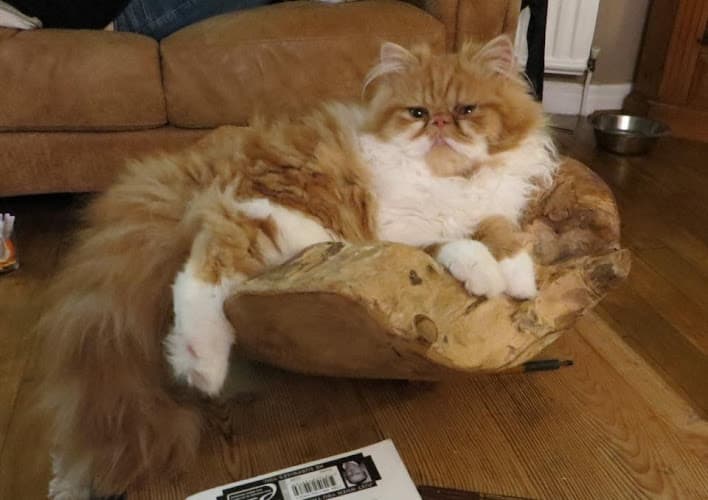 Business listing image