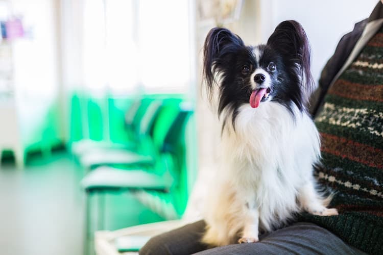 Business listing image