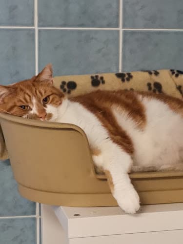 Business listing image