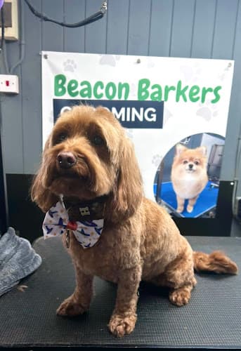 Business listing image